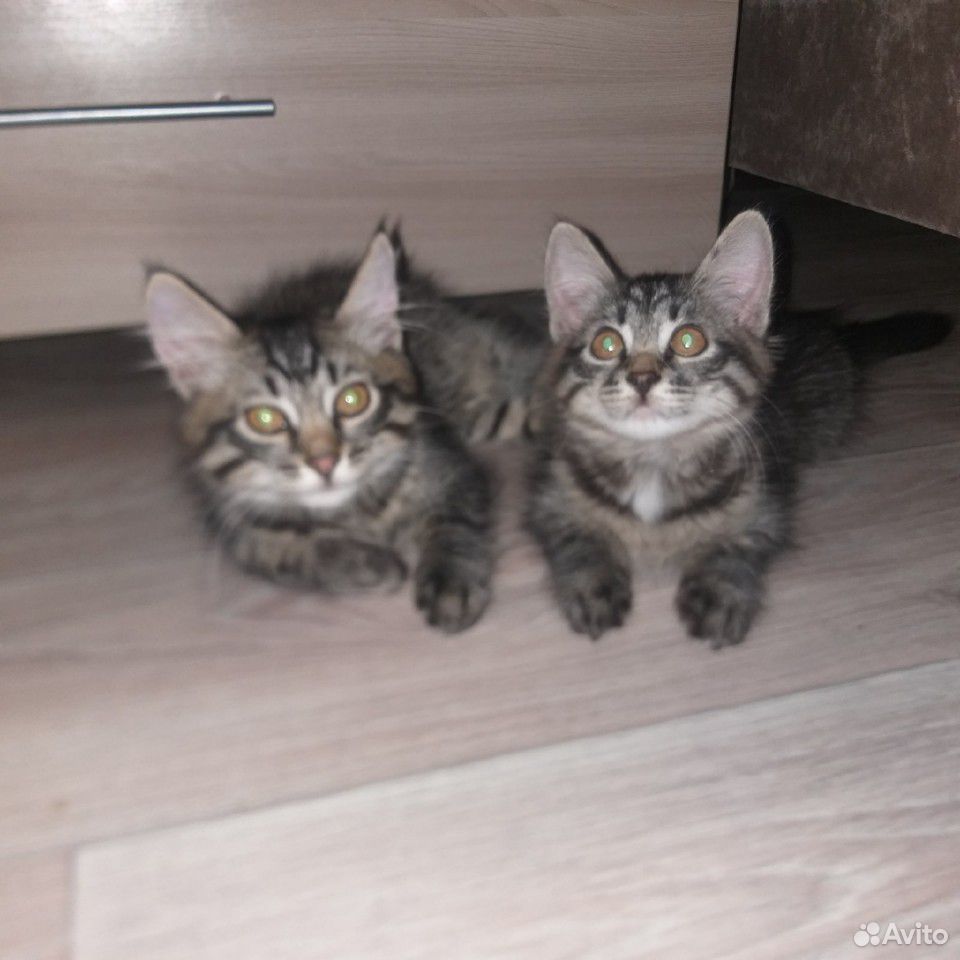 Котята девочка и мальчик купить на Зозу.ру - фотография № 1