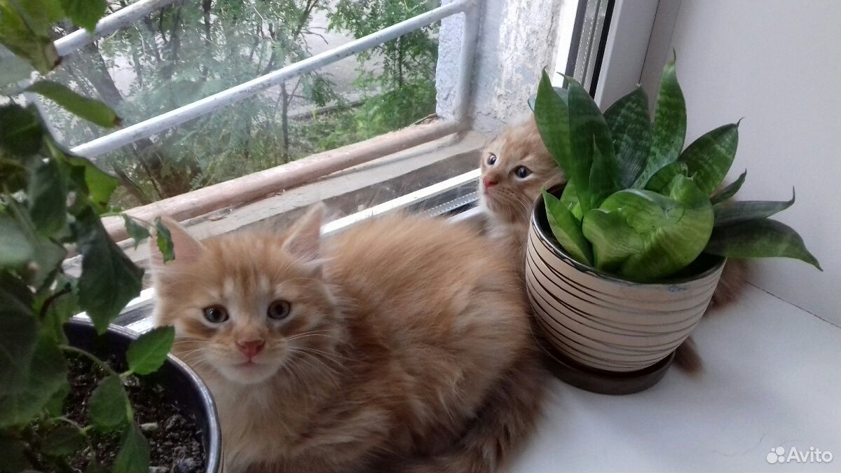 Котята близнецы :) купить на Зозу.ру - фотография № 1