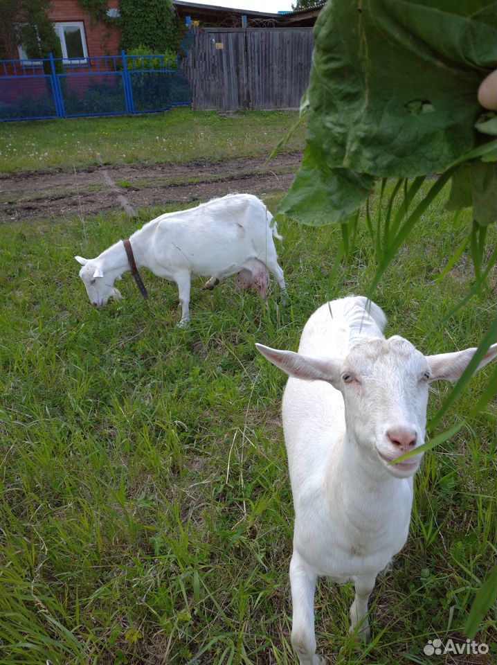Продаю двух коз купить на Зозу.ру - фотография № 1