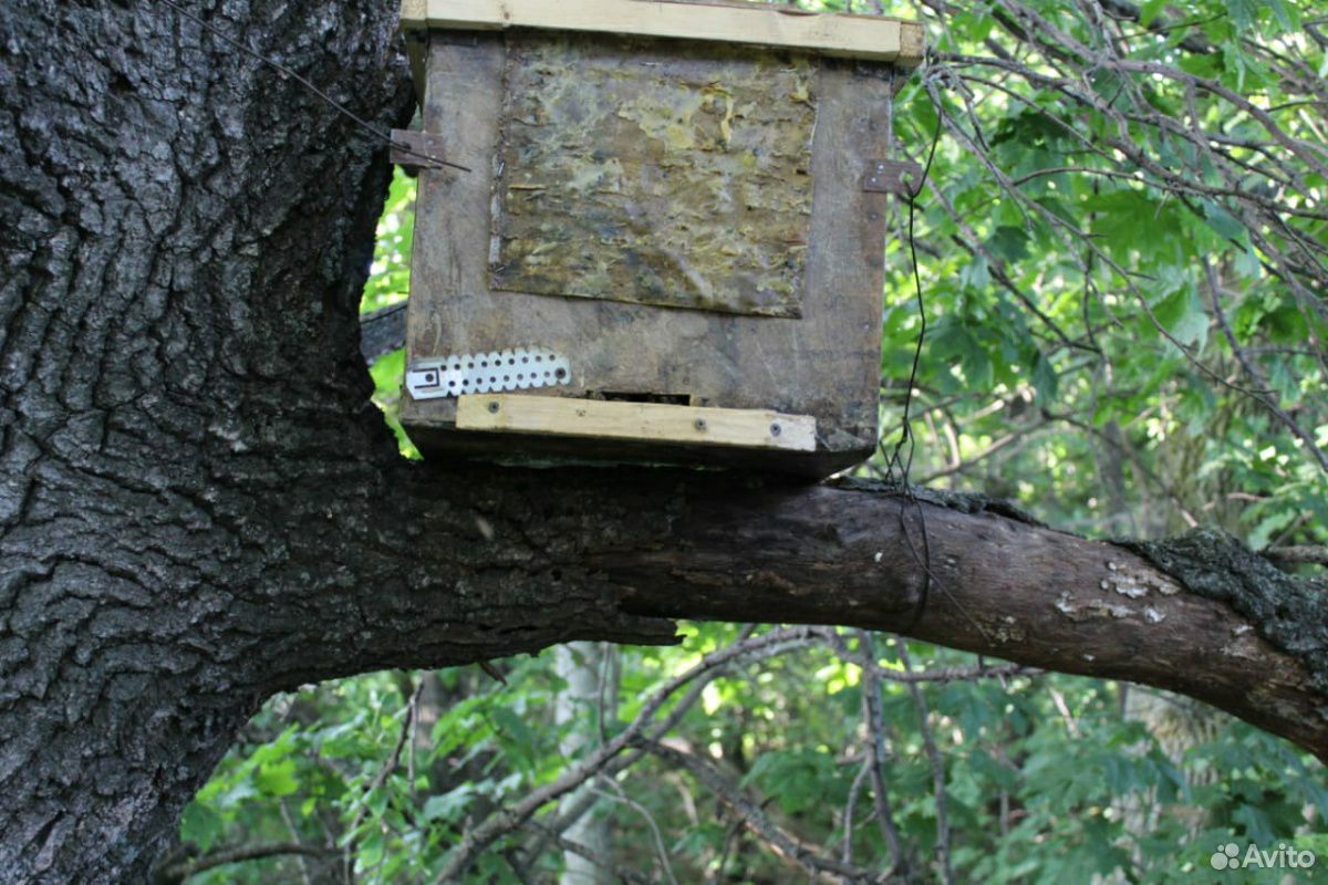 Пчелиный рой в ловушке купить на Зозу.ру - фотография № 1