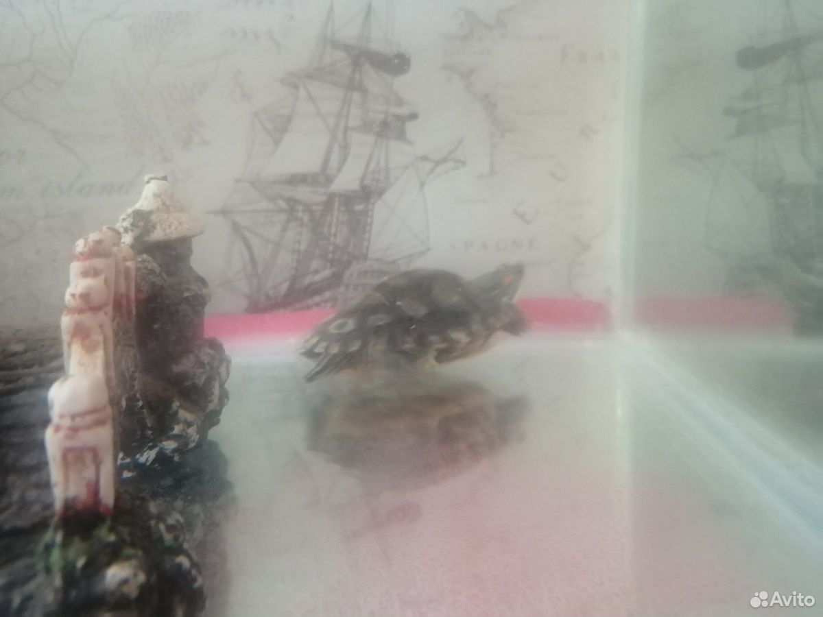 Две черепахи с аквариумом купить на Зозу.ру - фотография № 3