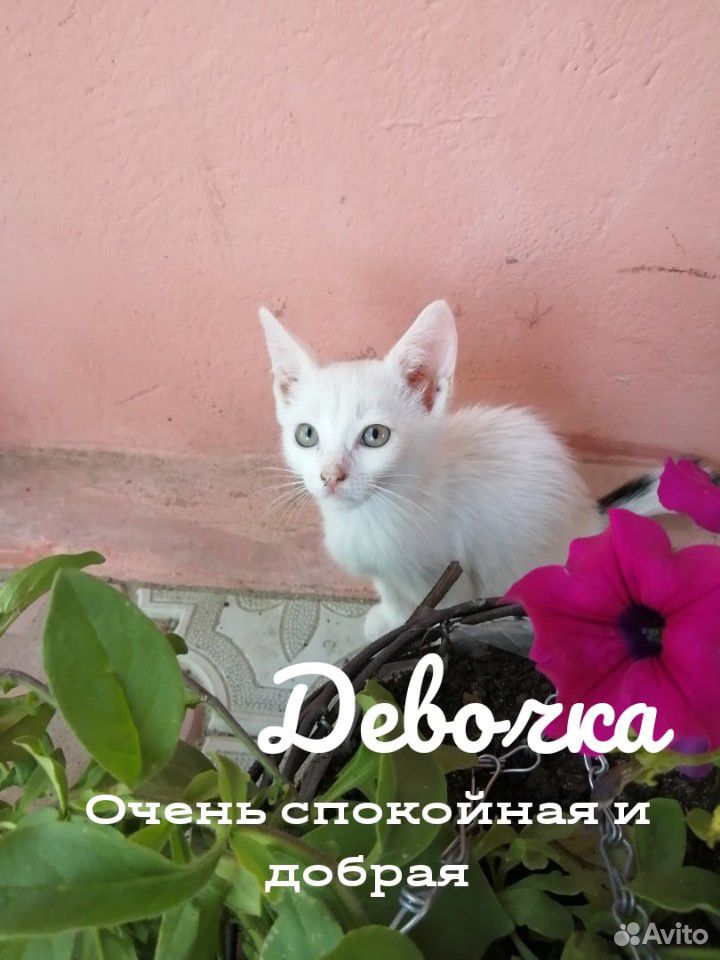 Котята ищут семью купить на Зозу.ру - фотография № 3
