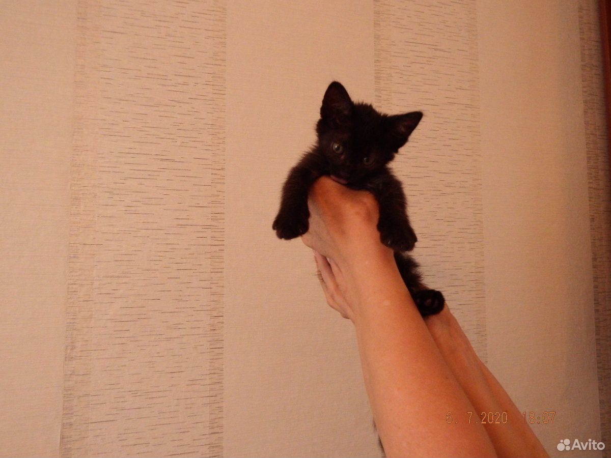 Котёнок мальчик купить на Зозу.ру - фотография № 2