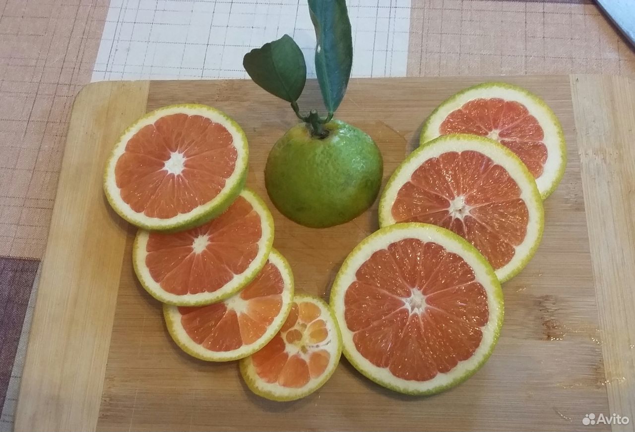 Плодоносящий апельсин Кара-Кара (розовый) купить на Зозу.ру - фотография № 3