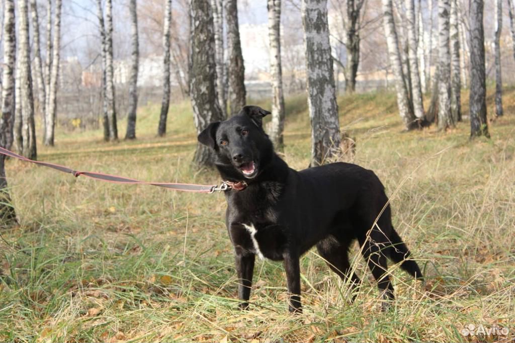 Черная собака Герда в добрые руки из приюта купить на Зозу.ру - фотография № 6