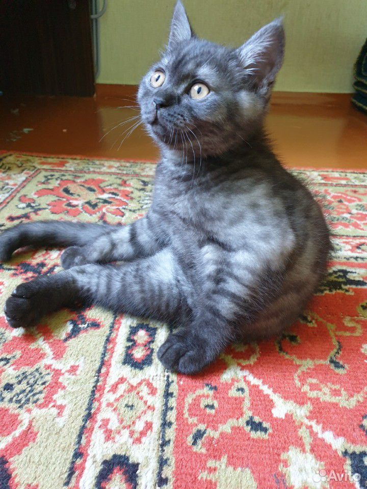 Кошка 4 месяц купить на Зозу.ру - фотография № 3