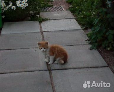Котёнок рыжий купить на Зозу.ру - фотография № 1