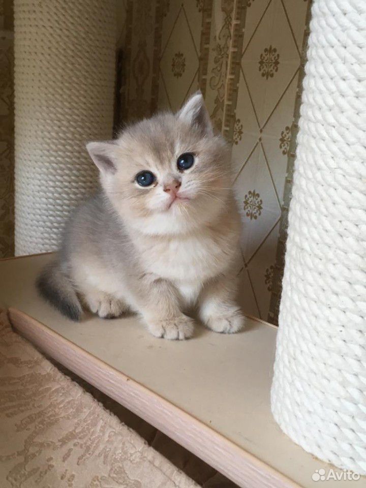 Британские голубые золотые котята купить на Зозу.ру - фотография № 6