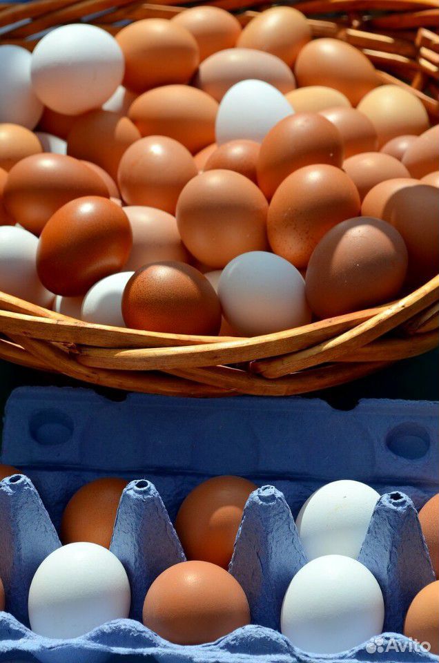Продам яицо Домашние куриные, утиные купить на Зозу.ру - фотография № 2