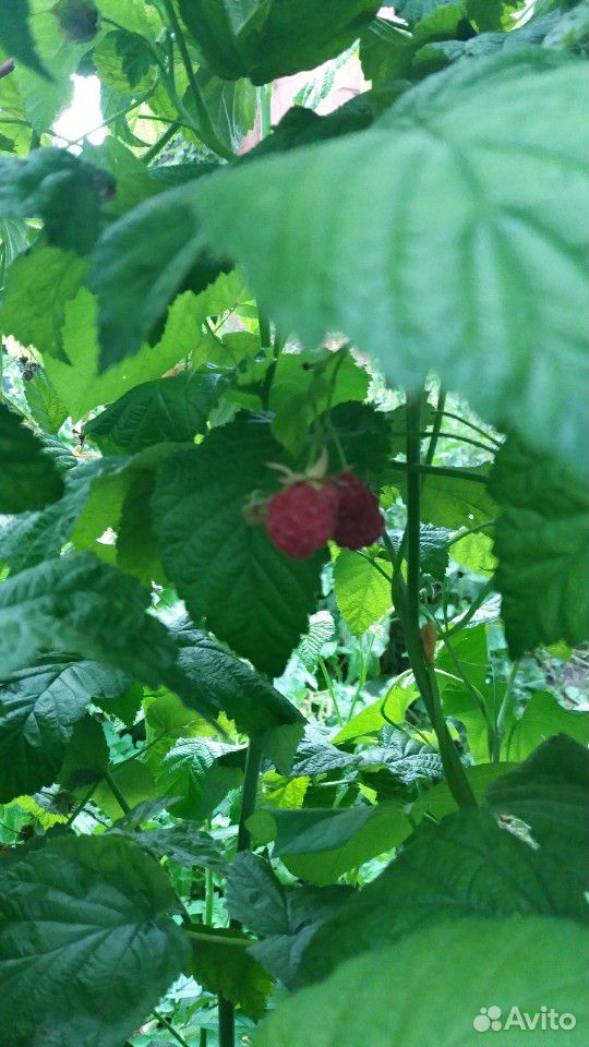 Садовые ягоды:малина, смородина купить на Зозу.ру - фотография № 2
