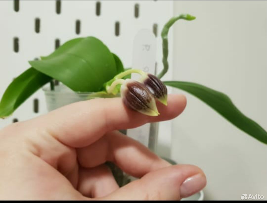 Орхидея фаленопсис specioza coffee купить на Зозу.ру - фотография № 2