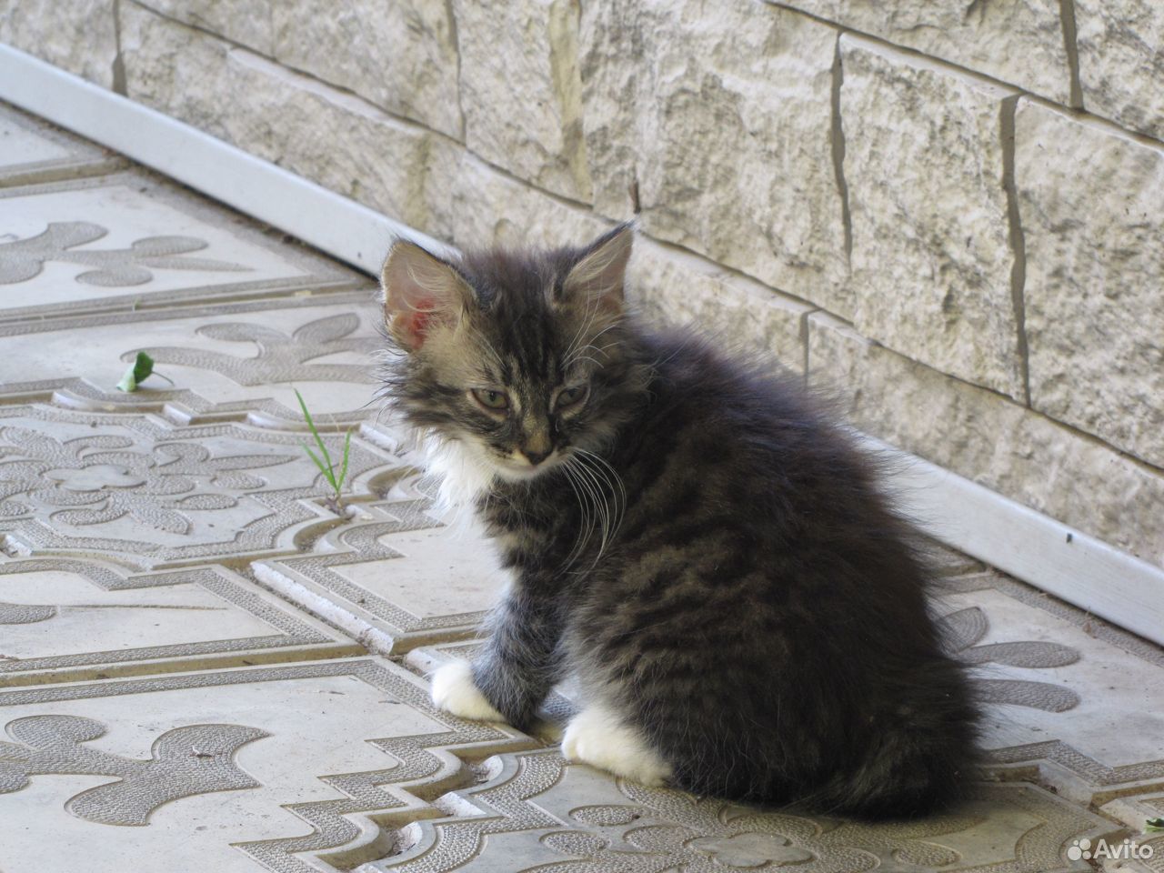 Котейки ищут заботливых друзей купить на Зозу.ру - фотография № 3