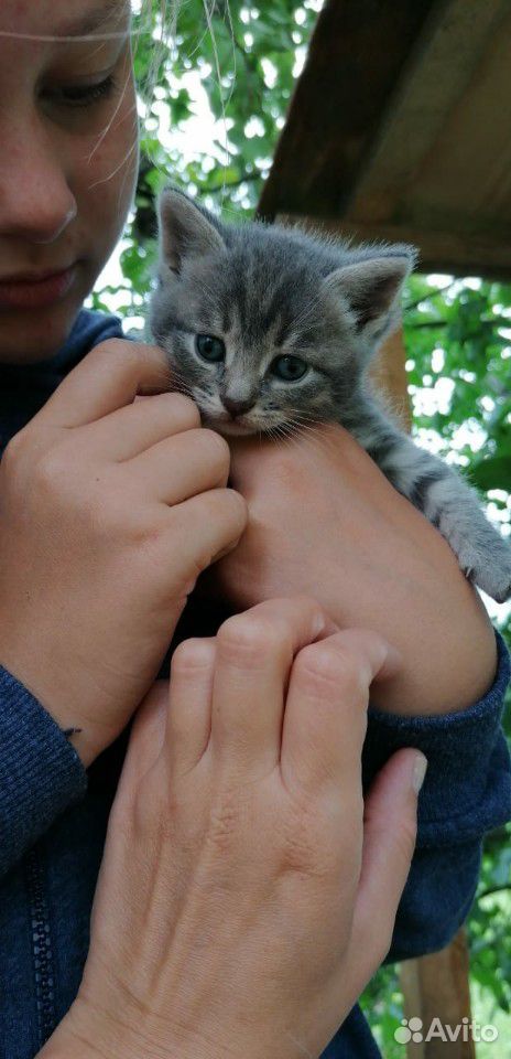 Котята в добрые руки бесплатно купить на Зозу.ру - фотография № 6