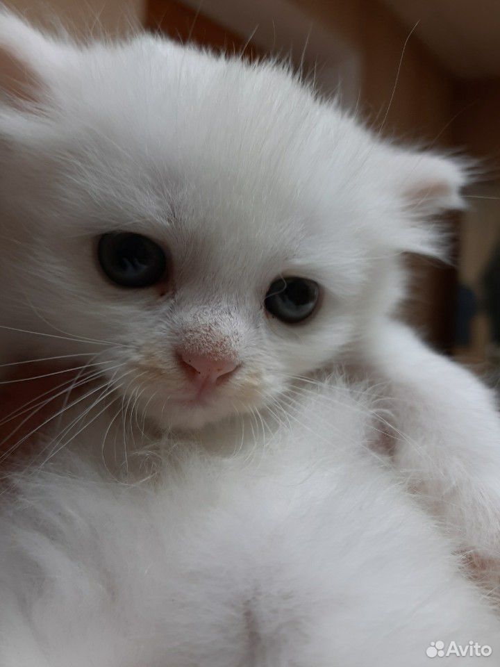 Белый пушистый котенок с голубыми глазами купить на Зозу.ру - фотография № 1