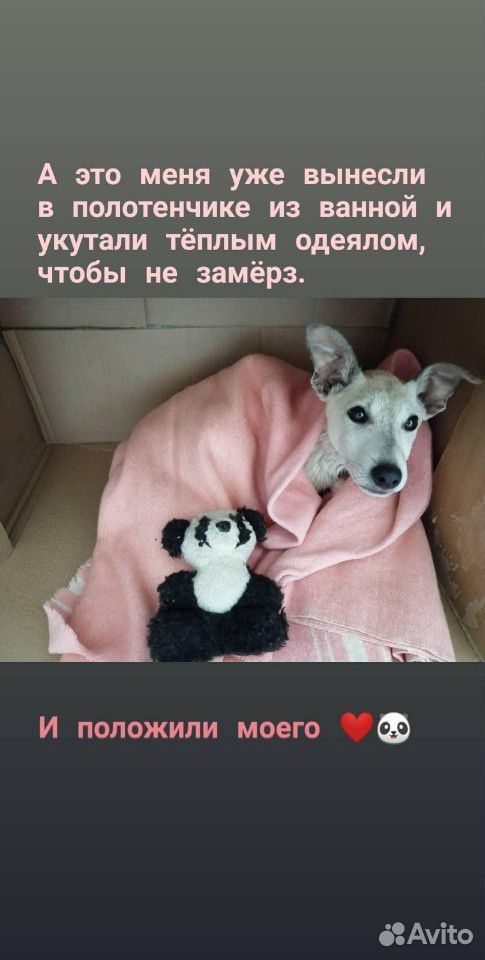 Собака в добрые руки купить на Зозу.ру - фотография № 8