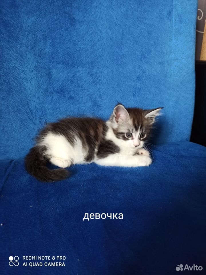 Котята Мейн-кун купить на Зозу.ру - фотография № 6