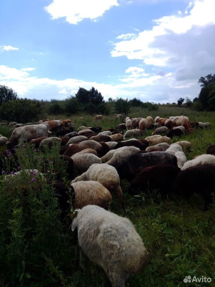 Стадо овец купить на Зозу.ру - фотография № 3