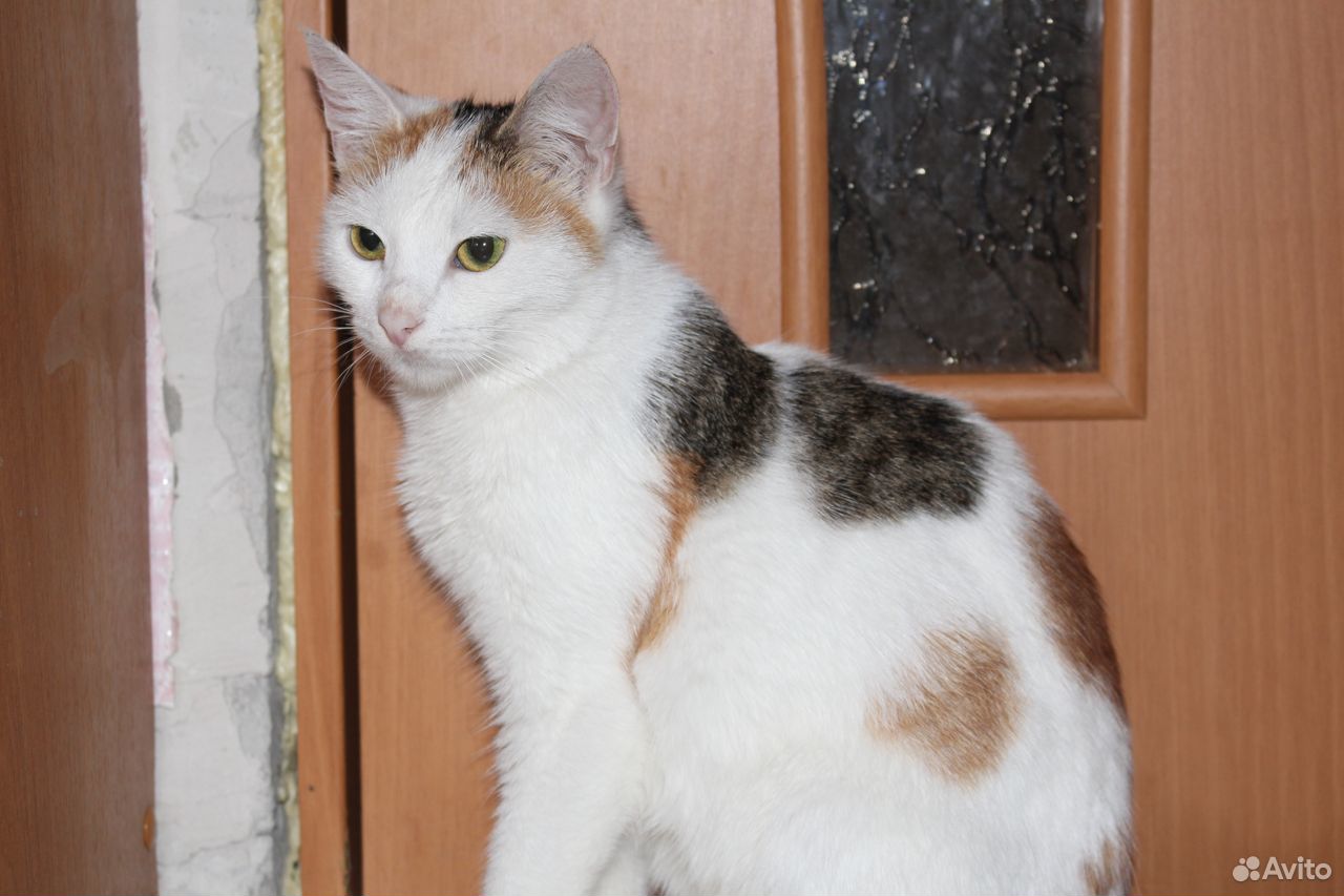 Ласковая и умная молодая кошка Малая, мышеловка купить на Зозу.ру - фотография № 2