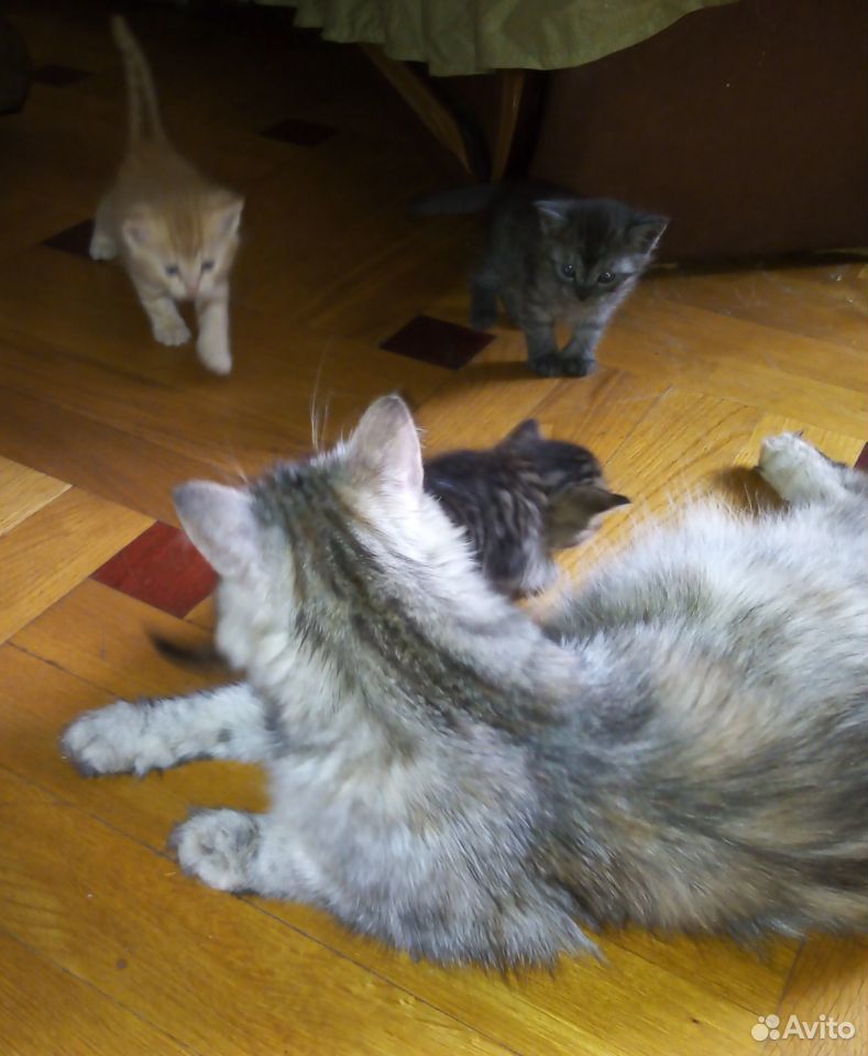 Котята от полуперсидской кошки купить на Зозу.ру - фотография № 4