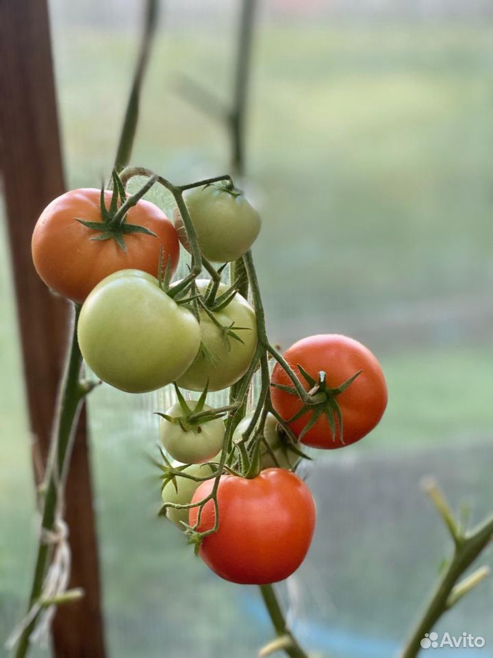 Домашние помидоры купить на Зозу.ру - фотография № 7