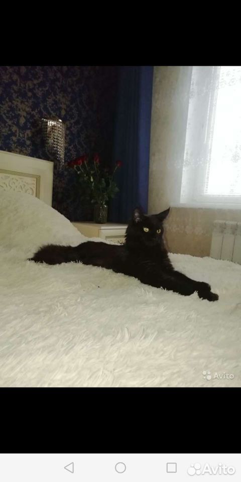 Мейн Кун котята купить на Зозу.ру - фотография № 5