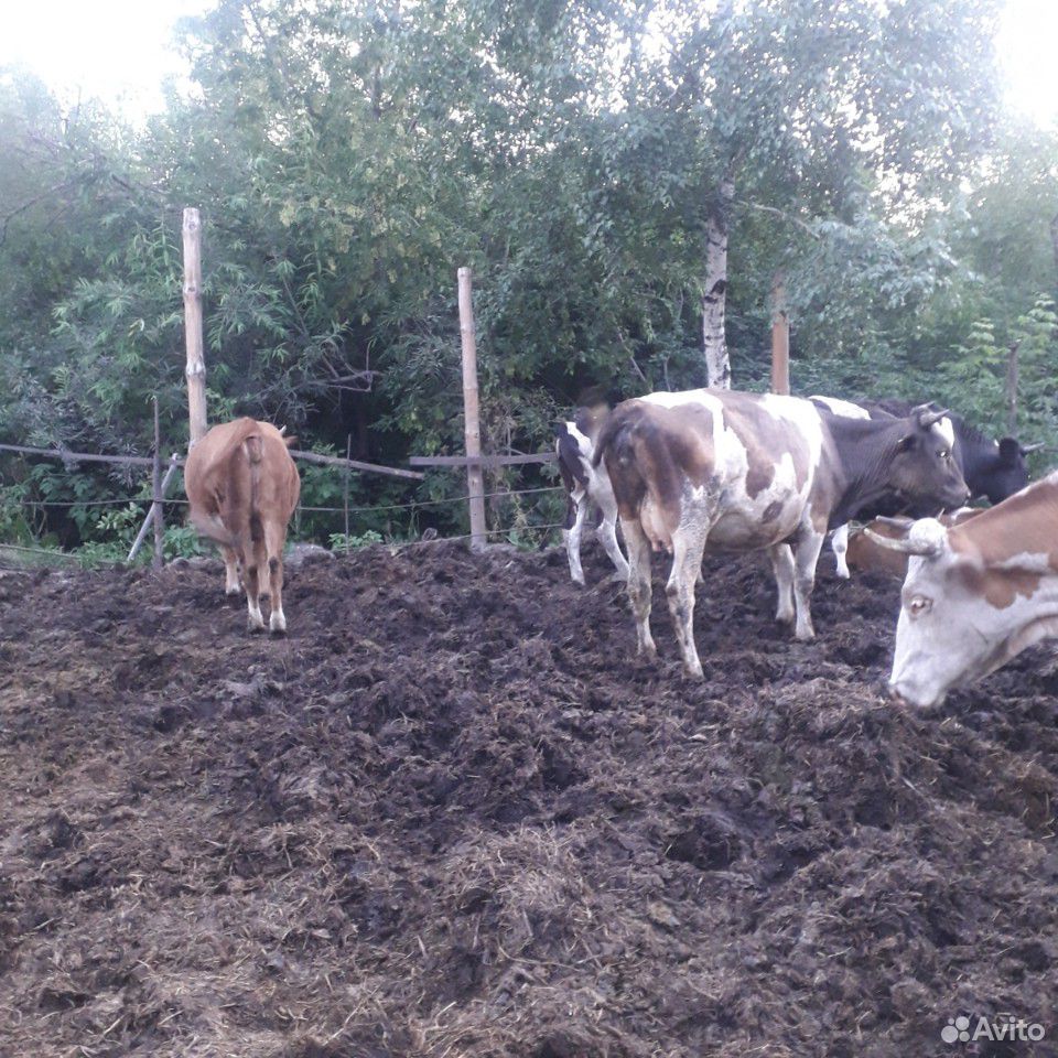 Животное корова купить на Зозу.ру - фотография № 1