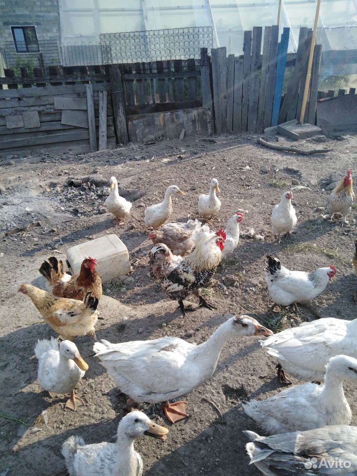 Гуси, куры, цыплята, утки купить на Зозу.ру - фотография № 1