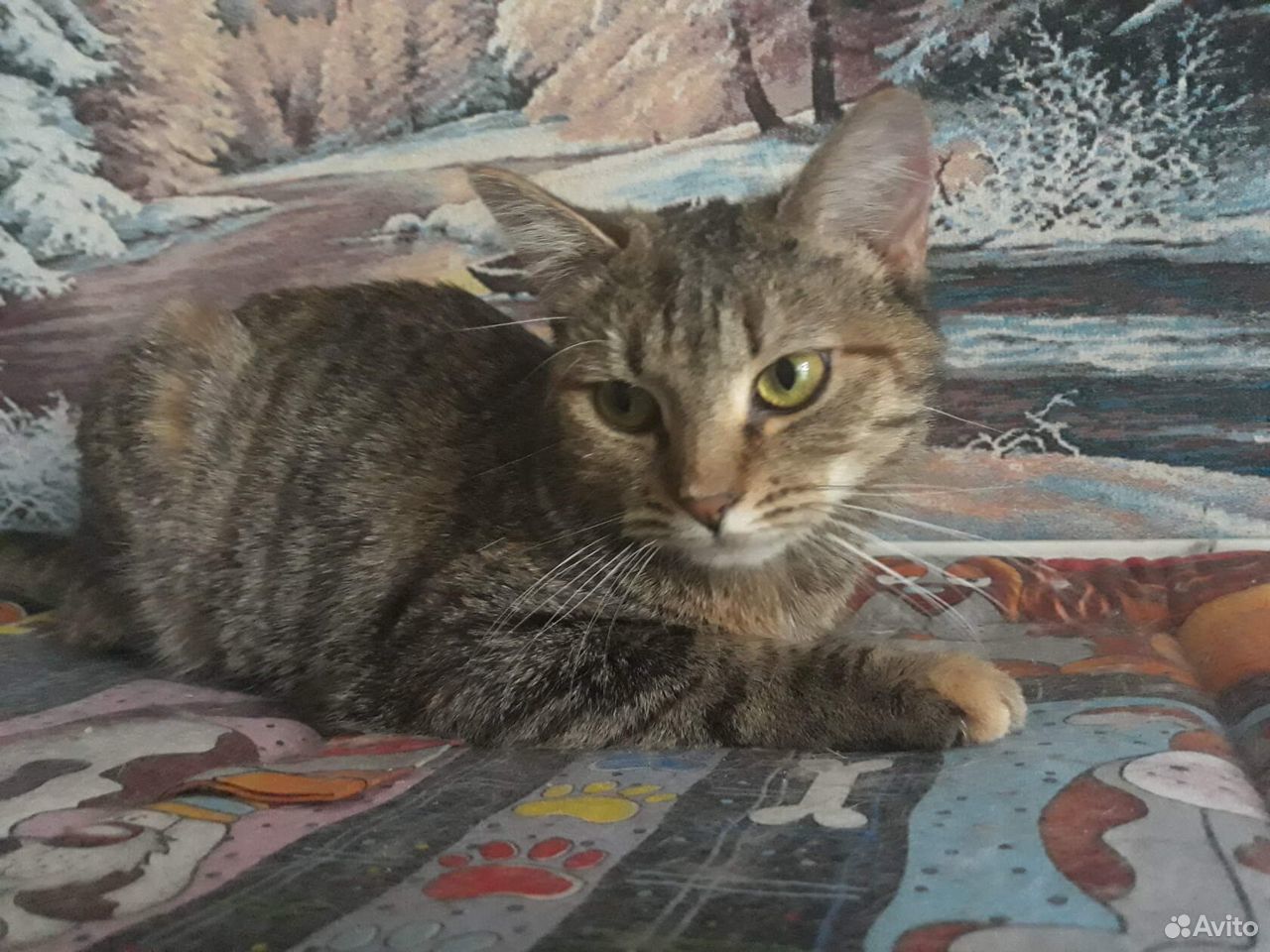 Красивая кошка Фифа, стерилизована купить на Зозу.ру - фотография № 3