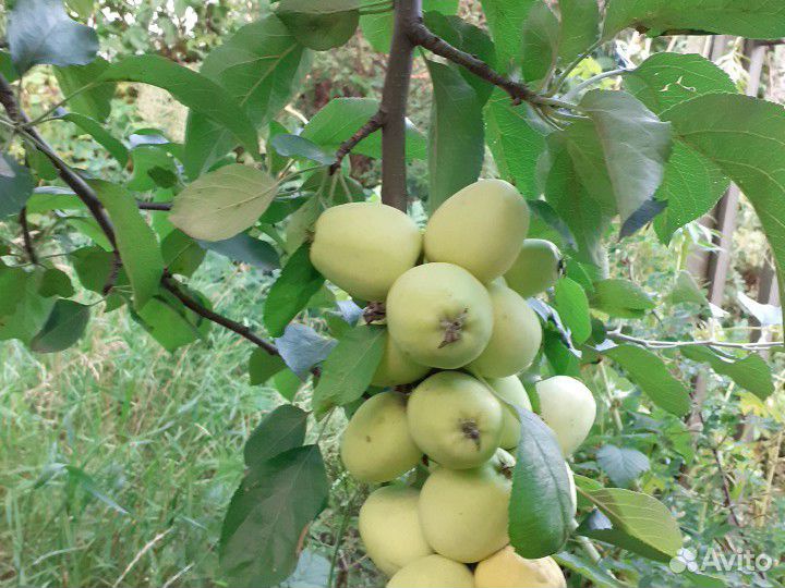Яблоки местные разных сортов на Северо-Западе купить на Зозу.ру - фотография № 1