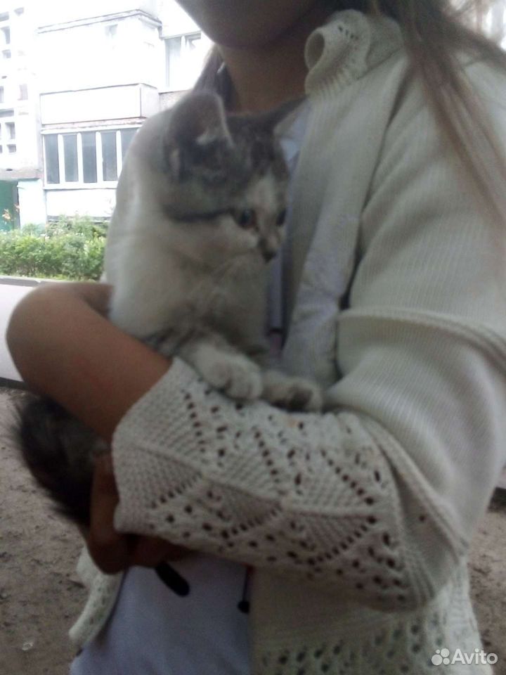 Котенок девочка купить на Зозу.ру - фотография № 2
