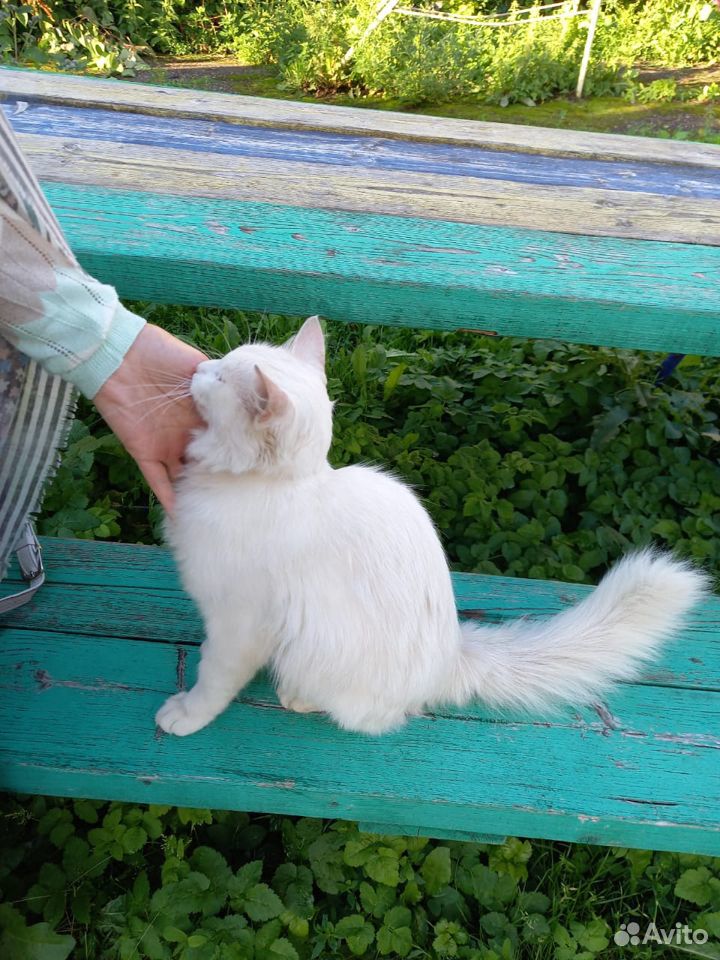 Котик-потеряшка ищет старых или новых хозяев купить на Зозу.ру - фотография № 2