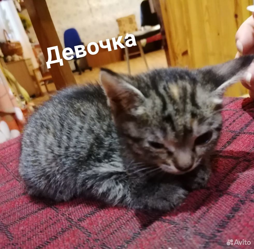 Котята в дрбрые руки купить на Зозу.ру - фотография № 7