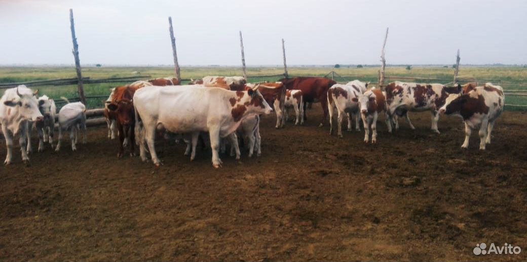 Коровы, бык, телята купить на Зозу.ру - фотография № 5