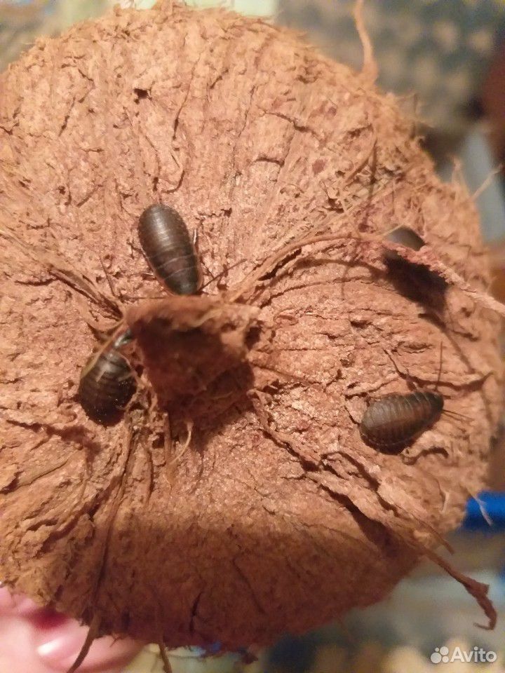 Мадагаскарский таракан купить на Зозу.ру - фотография № 4