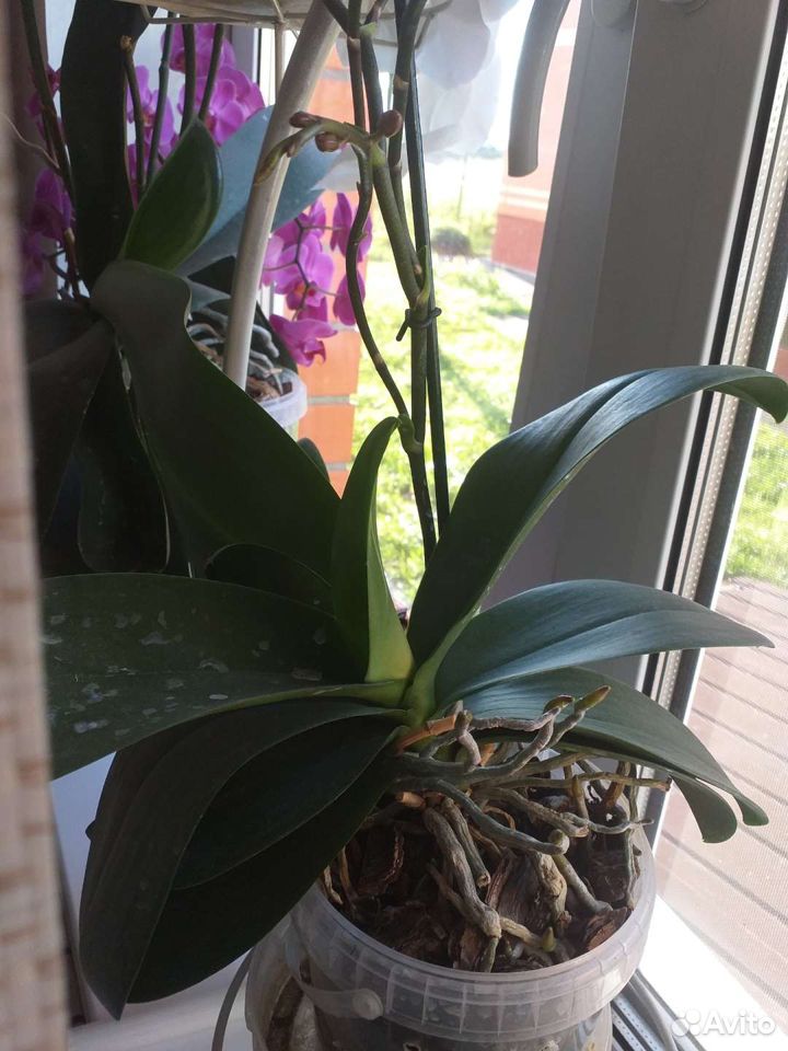 Орхидея фаленопсис с деткой купить на Зозу.ру - фотография № 4