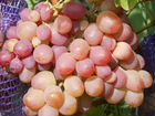 Саженцы винограда разного возраста объявление продам