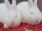 Продам чистокровных кроликов нзб и калифарнийские объявление продам