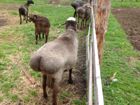 Курдючные овцы объявление продам