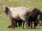 Продажа овец живым весом объявление продам