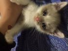 Сиамский котёнок в добрые руки объявление продам