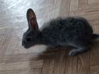 Крольчата 1 месяц объявление продам