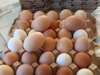 Куриные яйца объявление продам
