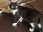 Котенок девочка метиска 5мес черно-белая объявление продам