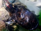 Красноухая Черепаха с террариумом объявление продам