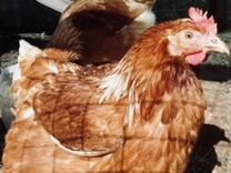 Почему куры не несутся что делать. Когда молодки начинают нестись. Дююстра с птичкой. Когда начинают нестись куры. Почему куры перестали нестись.