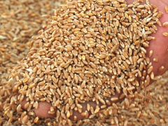 Зерно Пшеница