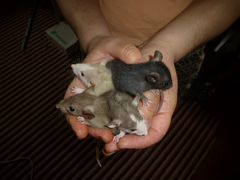 Крысы домашние