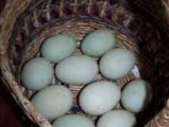 Инкубационное яйцо уток индийский бегунок