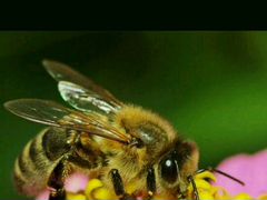 Продаю пчел, пчелосемьи, пойманый рой