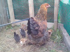 Суточные домашние цыплята